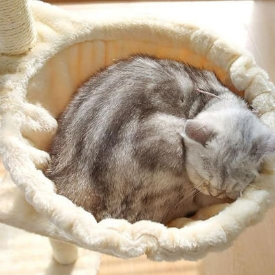 hamac pour chat suspendu chat rayer