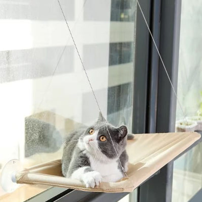 hamac pour fenetre chat gris observateur