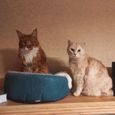 panier chat douillet et lavable